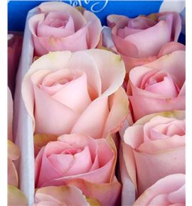 Rosa ecu novia 40 - RCNOV