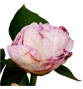 Paeonia class act 60 - PAECLAACT