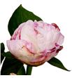 Paeonia class act 60 - PAECLAACT1