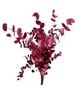 Eucaliptus cinerea metalic rojo 200gr - EUCINMETROJ