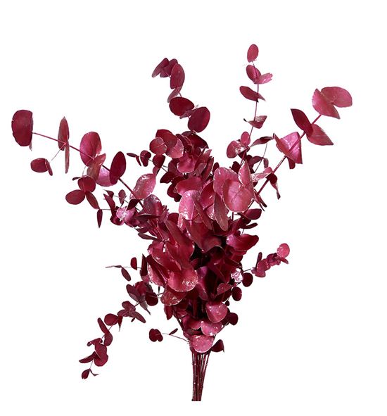 Eucaliptus cinerea metalic rojo 200gr - EUCINMETROJ