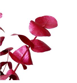 Eucaliptus cinerea metalic rojo 200gr - EUCINMETROJ