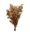 Ruscus fino antiq oro 70 x5t - RUSFINANTORO