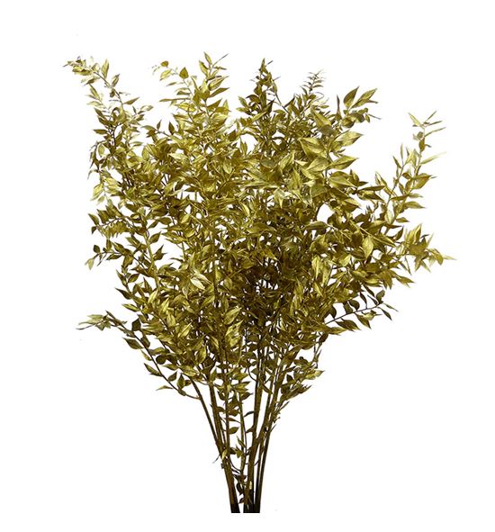 Ruscus fino oro 70 x5t - RUSFINOROS