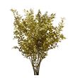 Ruscus fino oro 70 x5t - RUSFINOROS