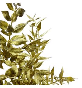 Ruscus fino oro 70 x5t - RUSFINOROS