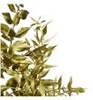 Ruscus fino oro 70 x5t - RUSFINOROS1