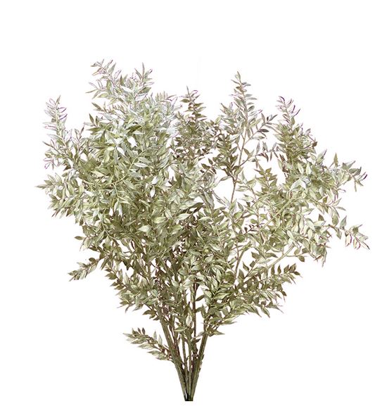 Ruscus fino platino 70 5t - RUSFINPLATS