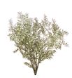 Ruscus fino platino 70 5t - RUSFINPLATS