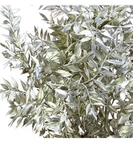 Ruscus fino platino 70 5t - RUSFINPLATS