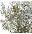 Ruscus fino platino 70 5t - RUSFINPLATS1