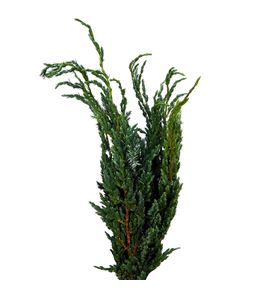 Conif. juniperus squamata meijeri - CONJUPSQUMEI