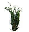 Conif. juniperus squamata meijeri - CONJUPSQUMEI