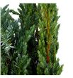 Conif. juniperus squamata meijeri - CONJUPSQUMEI1