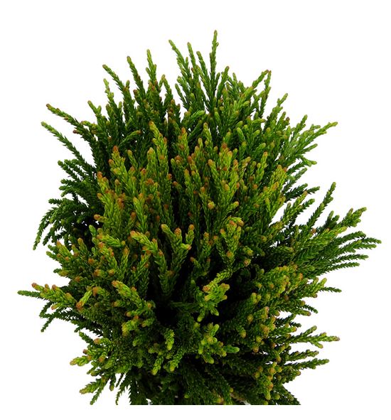 Cryptomeria jap finesse - CRYJAPFIN