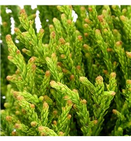 Cryptomeria jap finesse - CRYJAPFIN