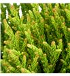 Cryptomeria jap finesse - CRYJAPFIN1