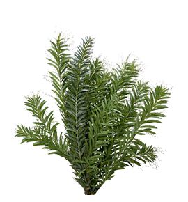 Acacia argenta - ACAARG