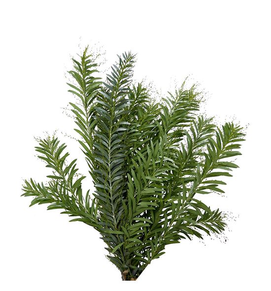 Acacia argenta - ACAARG