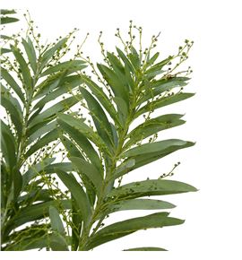 Acacia argenta - ACAARG