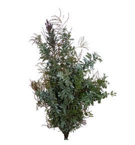 Acacia baileyana - ACABAI