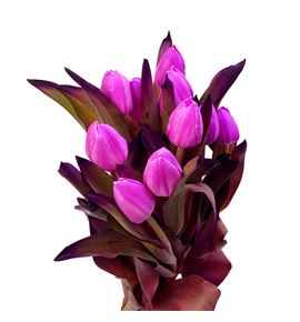 Tulipan tenido fucsia 40 - TULTENFUC