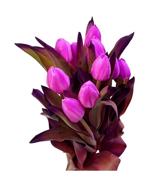 Tulipan tenido fucsia 40 - TULTENFUC