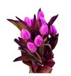 Tulipan tenido fucsia 40 - TULTENFUC