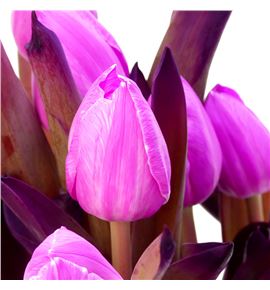 Tulipan tenido fucsia 40 - TULTENFUC