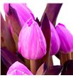 Tulipan tenido fucsia 40 - TULTENFUC1