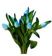 Tulipan tenido light azul 40 - TULTENLIGBLU