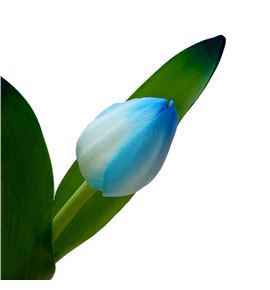 Tulipan tenido light azul 40 - TULTENLIGBLU