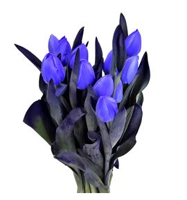 Tulipan tenido violet 40 - TULTENVIO