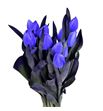 Tulipan tenido violet 40 - TULTENVIO