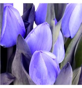 Tulipan tenido violet 40 - TULTENVIO