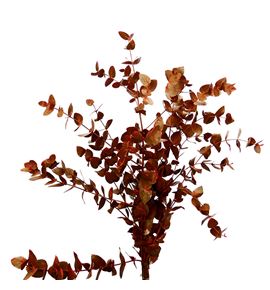 Eucaliptus cinerea naranja 200gr - EUCINNAR