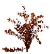 Eucaliptus cinerea naranja 200gr - EUCINNAR