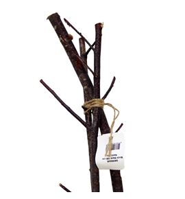 Tallo abedul ramificado 100 x3 - TALABERAM10