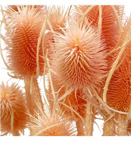 Dipsacus seco porcellana - DIPSECPOR