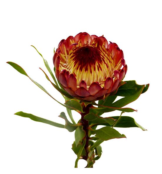 Protea robijn 50 - PROROB