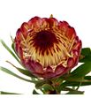 Protea robijn 50 - PROROB1