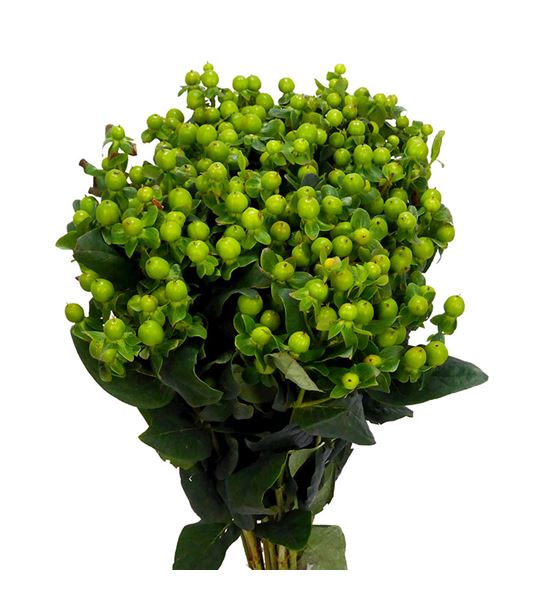 Hypericum green power 50 - HYPGREPOW