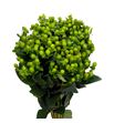 Hypericum green power 50 - HYPGREPOW