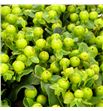 Hypericum green power 50 - HYPGREPOW1