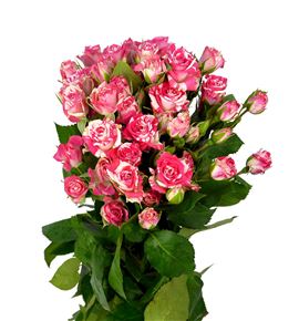 Rs ramificada fireworks 60 - RTRFIR