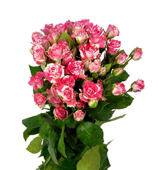 Rs ramificada fireworks 60 - RTRFIR