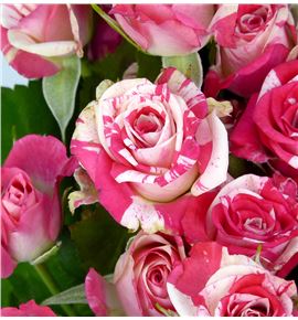 Rs ramificada fireworks 60 - RTRFIR