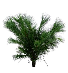 Pinus strobus 5kg - PINSTR