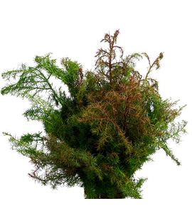 Cryptomeria elegans - CRYELE