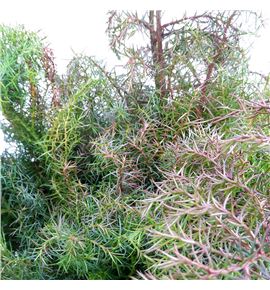 Cryptomeria elegans - CRYELE